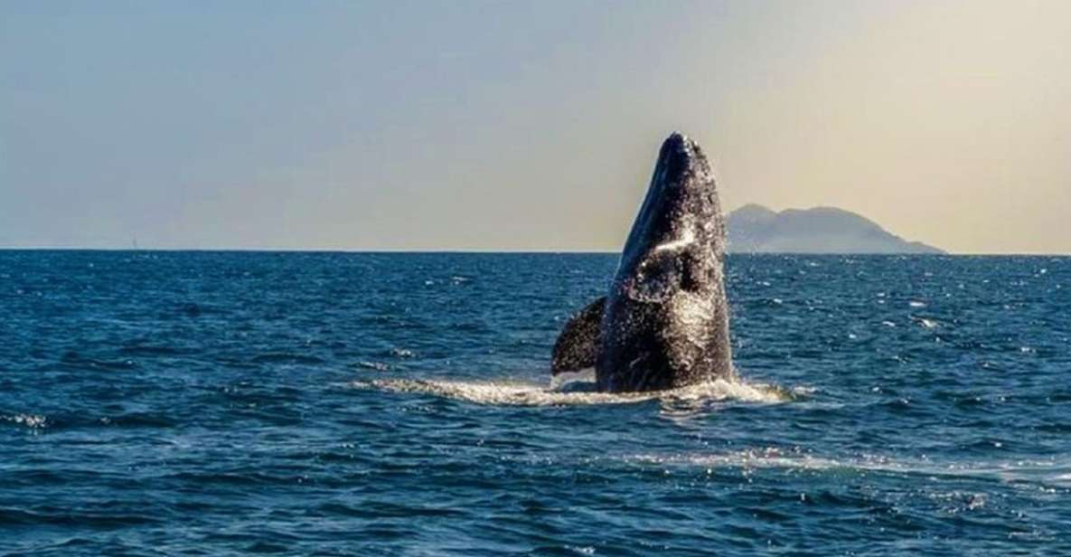 San Diego: Half-Day Marine Wildlife Tour With Lunch - Key Points