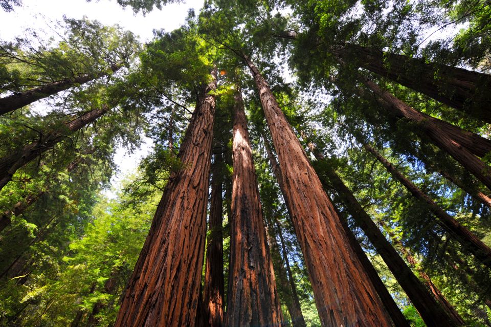 San Francisco: Hop-On Hop-Off + Muir Woods Tour - Key Points