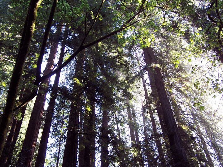 San Francisco: Muir Woods Tour & Hop-On Hop-Off Bus Pass - Key Points