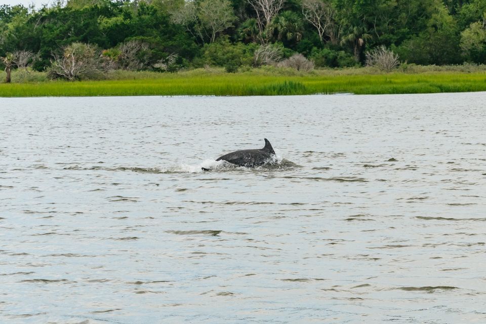 Savannah: Tybee Island Dolphin Tour - Key Points