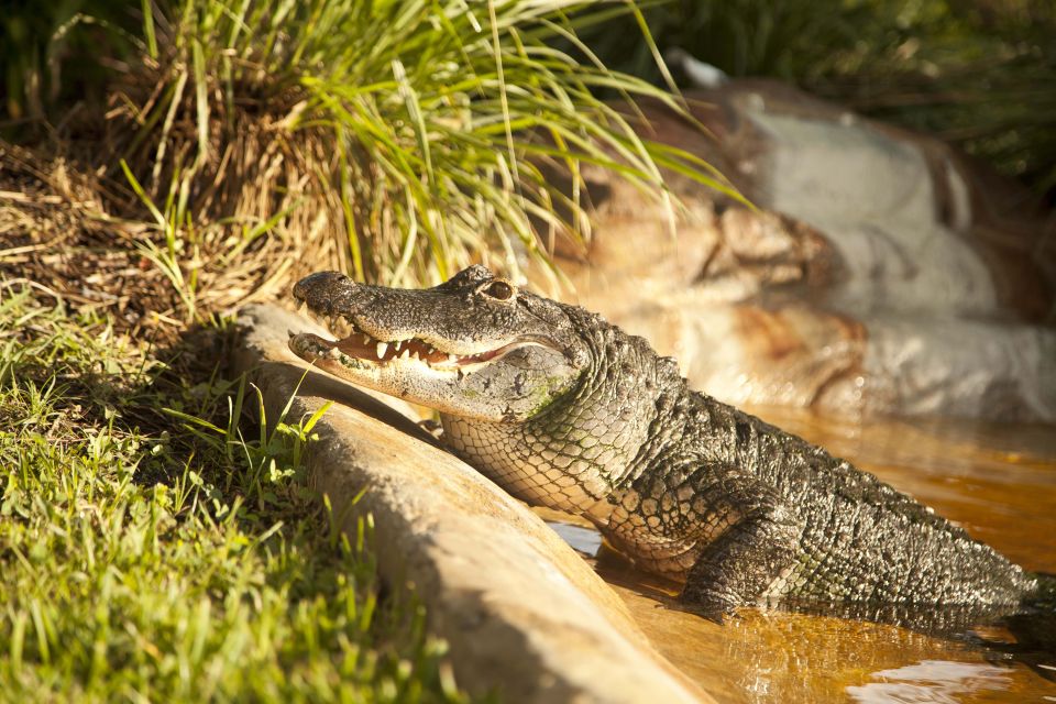 Sawgrass Park: Private 1-Hour Airboat Adventure Tour - Key Points