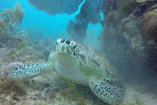 Scuba Diving at Catalina Island - 2 Tank - for Certified Divers - Overview of the Scuba Diving Experience