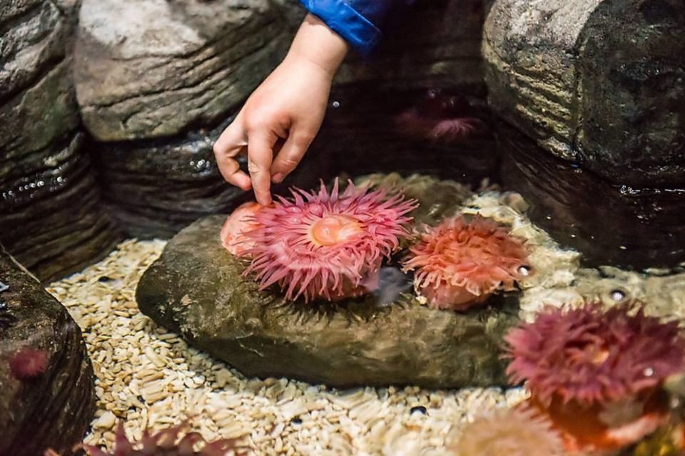 SEA LIFE Aquarium San Antonio - Experience Highlights