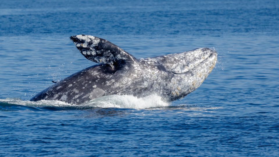 Seattle: Half-Day Wildlife and Whale Watching Cruise - Key Points