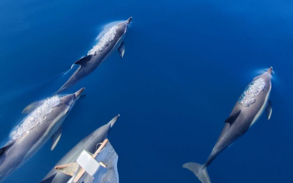 Sesimbra: Guided Dolphin Watching in Arrábida Natural Park - Key Points