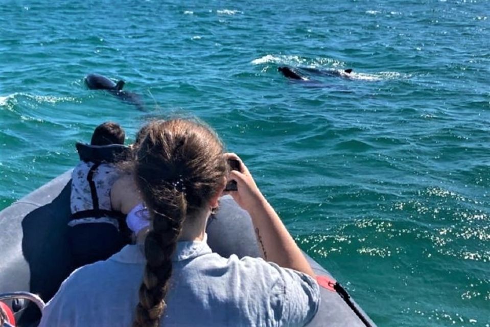 Setúbal: Dolphin-Watching Boat Tour - Key Points