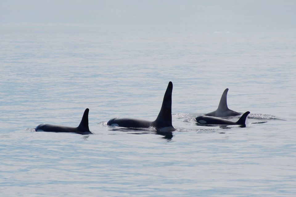 Seward: Resurrection Bay and the Kenai Fjords Orca Cruise - Tour Overview