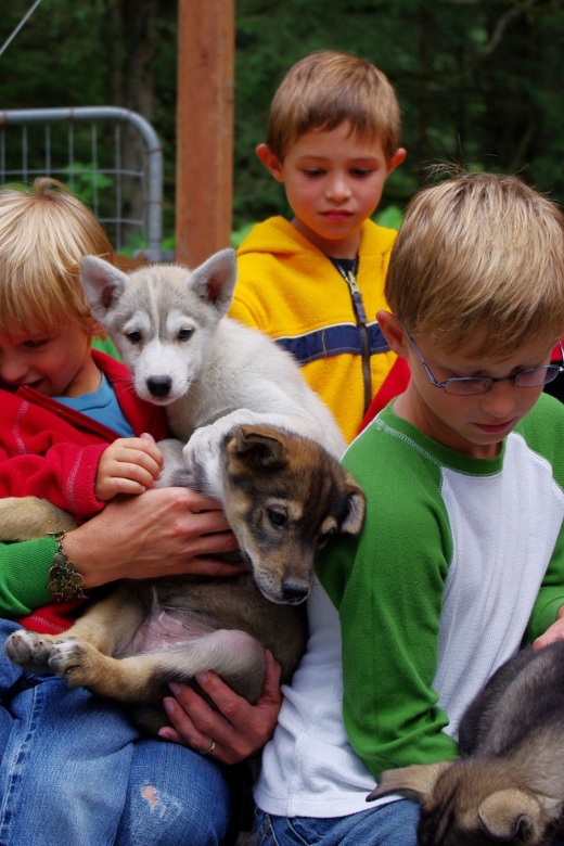 Seward: Summer Dog Sled Ride and Seavey Estate Tour - Key Points