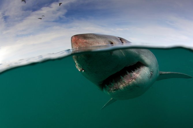 Shark Cage Diving Cape Town - Meeting Location and Pickup