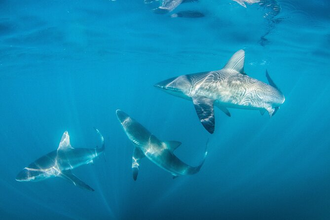 Shark Explorers - Overview of Shark Explorers