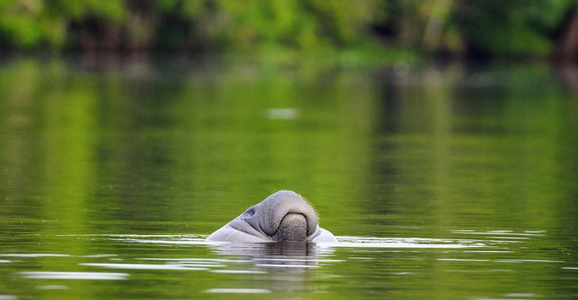 Silver Springs Manatee Kayaking Tour - Key Points