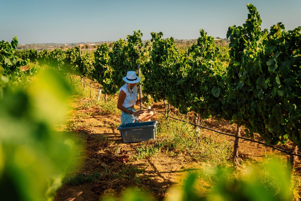 Silves: Algarve Vineyard Tour With Premium Wine Tasting - Key Points