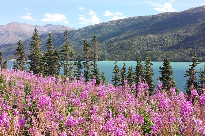 Skagway Shore Excursion: Half-Day Tour to the Yukon Border and Suspension Bridge - Key Points