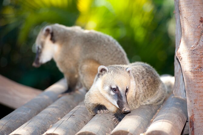 Skip the Line: Jungle Park Tenerife Entrance Ticket - Overview of Jungle Park Tenerife