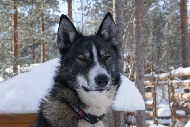 Sled Trip With Husky in the Alta Valley - Key Points