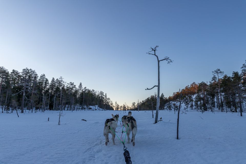 Sleddog Husky Safari Including a Hot Drink - Key Points