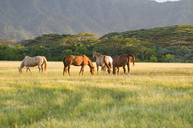 Small Group Big Island Waterfalls Adventure - Key Points