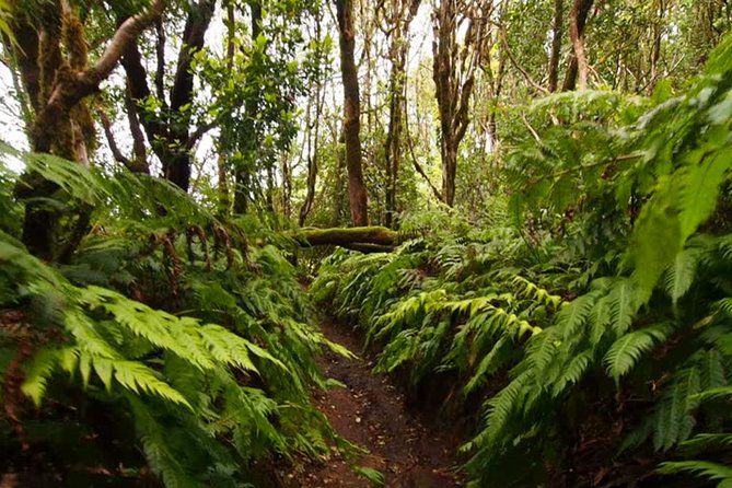 Small Group Guided Hiking in Anaga Rural Park in Tenerife - Key Points