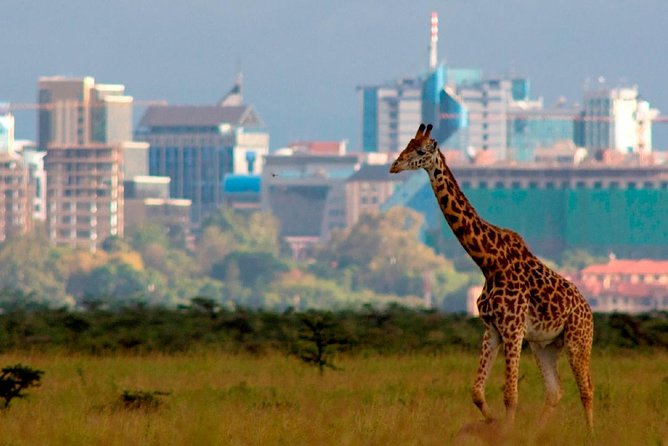 Small Group Tour to Nairobi Park Baby and Optional Baby Elephants - Key Points