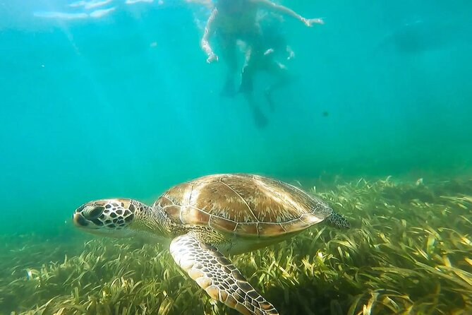 Snorkeling W/ Manatees & Turtles in San Juan! (Free Rum) - Key Points