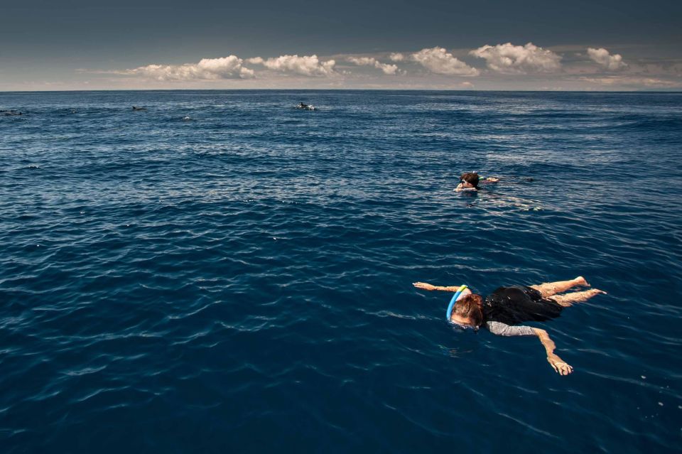 Snorkeling Wildlife in Terceira Island - Key Points