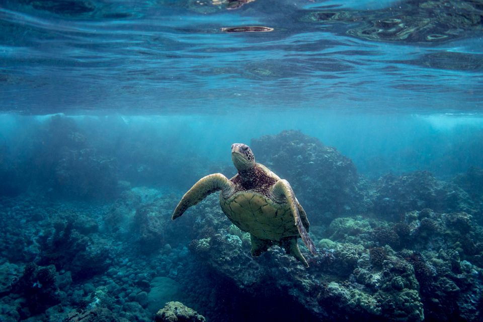 South Maui: Premium Turtle Town Kayak and Snorkel Tour - Key Points