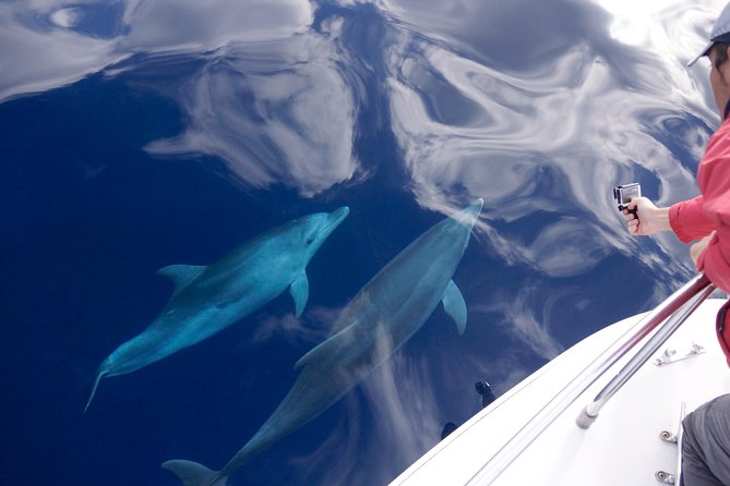 Spring & Autumn Tour: Dolphin Watching - Key Points