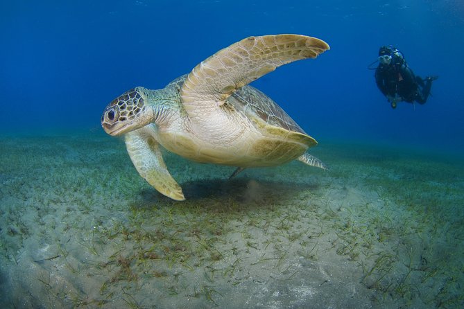 SSI Open Water Diver Course in Tenerife - Key Points