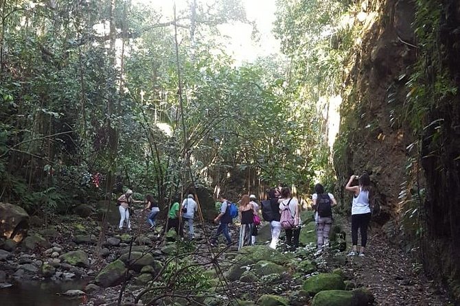 St Kitts Half-Day Rainforest Tour - Rainforest Hike Details