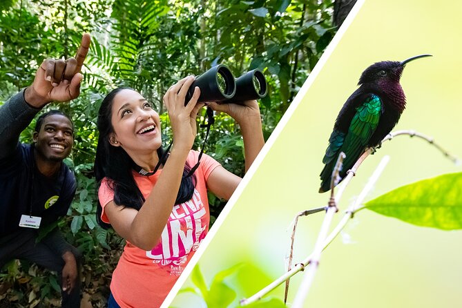 St Lucia Birdwatching Tour at Rainforest Adventures - Key Points