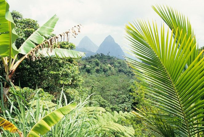 St Lucia Rainforest Walk - Key Points