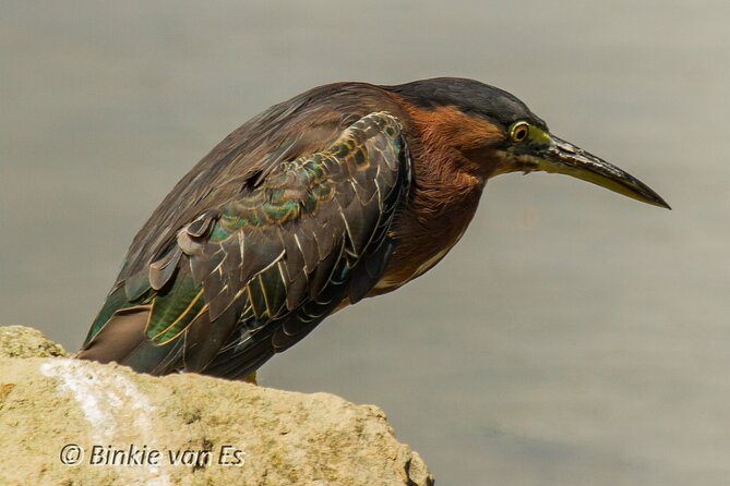 St.Martin - St.Maarten: Small Group, Birding Tour / Bird Watching Tour - Tour Overview