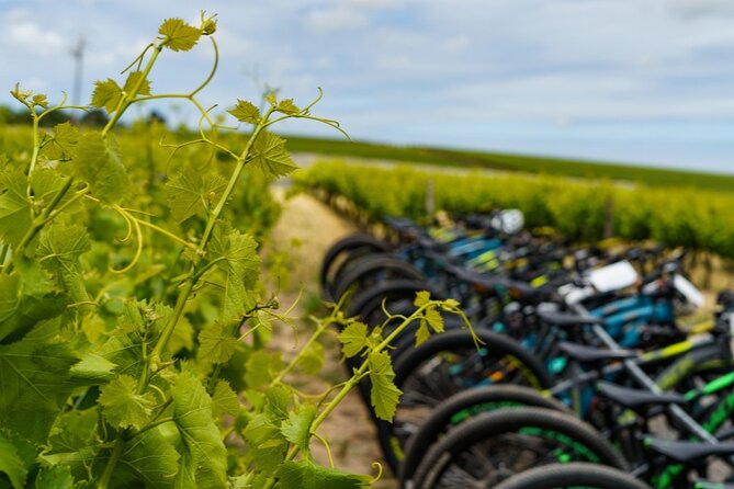 Stellenbosch Half Day Winelands Cycle Tour - Key Points