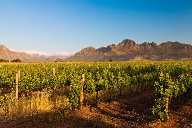 Stellenbosch Wine Tour Half Day From Cape Town Key Points