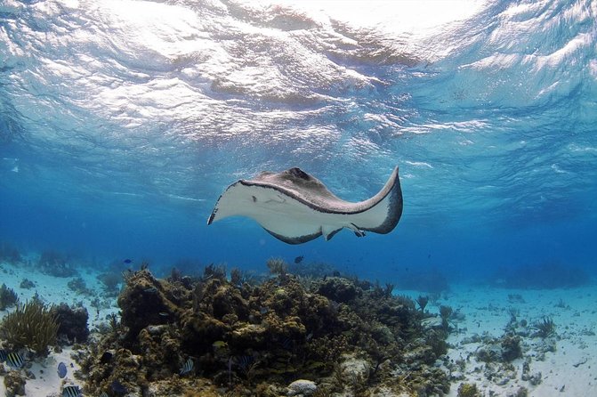 Stingray City Experience From Grand Cayman (2-Stops Adventure) - Key Points