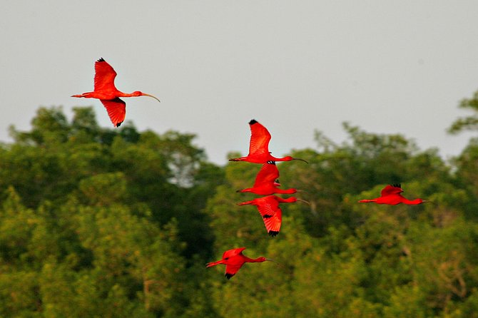 Sunset Boat Tour Into Caroni Wetlands - What to Expect