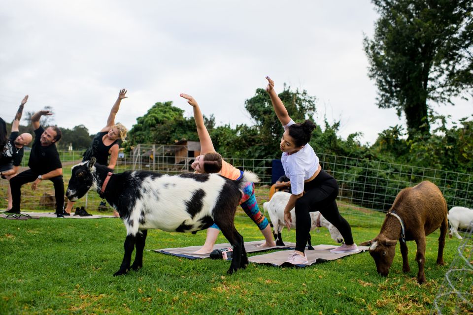 Sunset Maui Goat Yoga With Live Music - Key Points