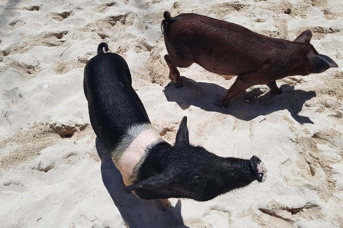 Swim With Pigs On A Tropical Island Highlights Of The Experience