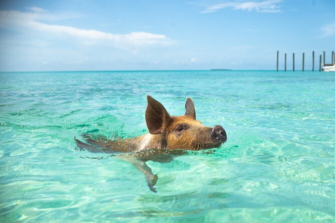 Swimming Pigs With Pickup: Pig Cant Fly, but They Do Swim! - Whats Included in the Tour