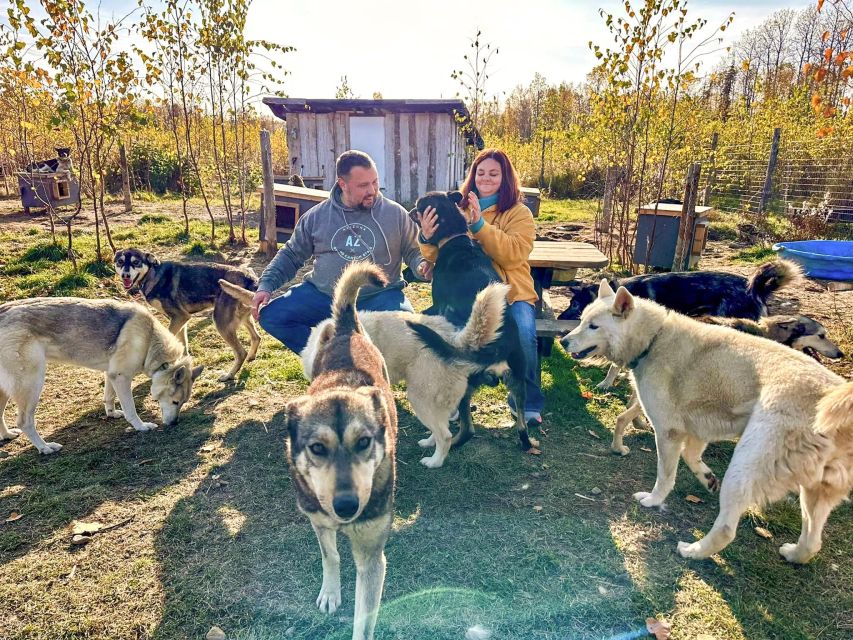 Talkeetna: Summer Sled Dog Kennel Tour - Key Points