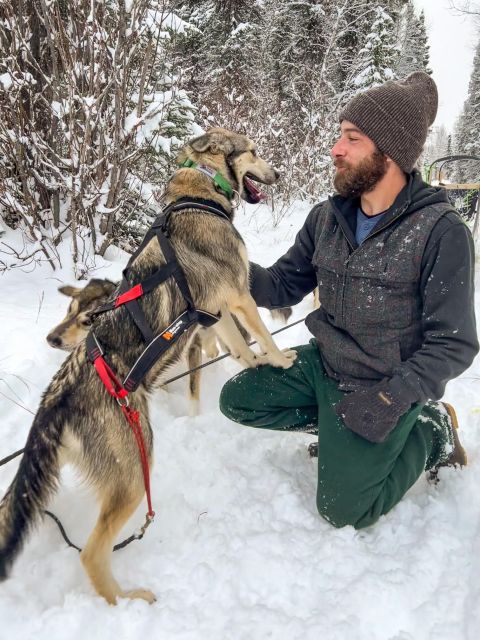 Talkeetna: Winter Dog Sled Tour Morning or Night Mush! - Key Points