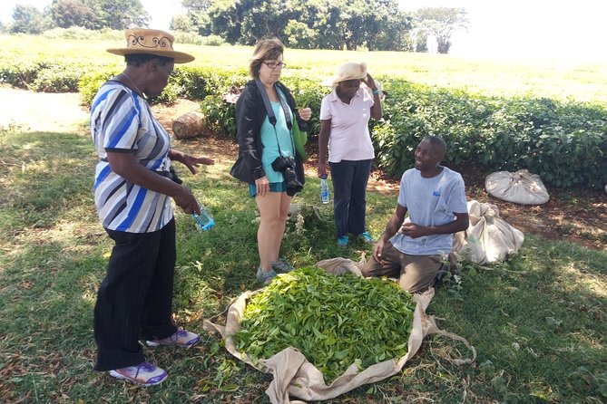 Tea Farm Experience at Riara Tea Farm And Factory Tour - Key Points