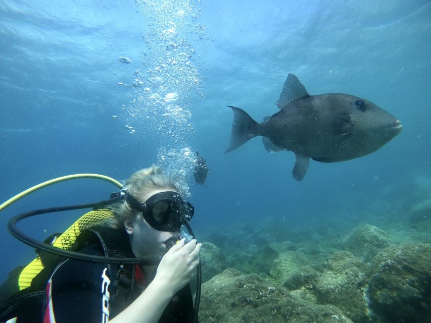 Tenerife : Diving License in One Day - Key Points