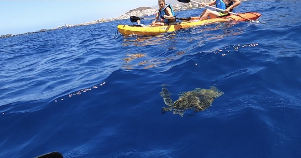 Tenerife: Kayak Safari and Sea Turtle Snorkeling - Key Points