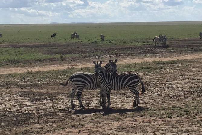 The Best 4 Days Tanzania Private Safari to Serengeti & Ngorongoro - Key Points