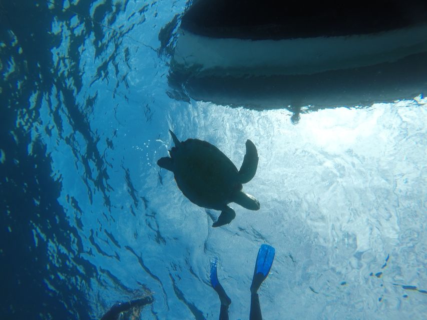 The Cookies: Tenerife Turtles and Rays Snorkeling Cruise - Key Points