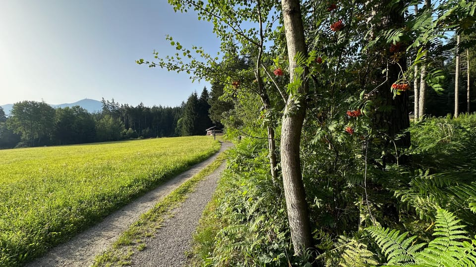 The Forest as an Escape Room for the Whole Family - Key Points