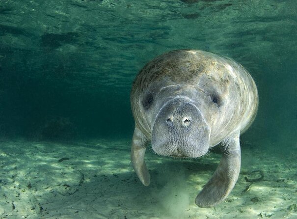 The OG Manatee Snorkel Tour With In-Water Guide/Photographer - Key Points