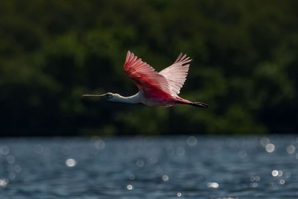 Tierra Verde: Kayak Tour at Shell Key With Capt Yak - Key Points