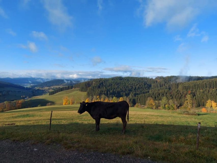 Titisee-Neustadt: Schwarzenbach Guided Segway Tour - Key Points